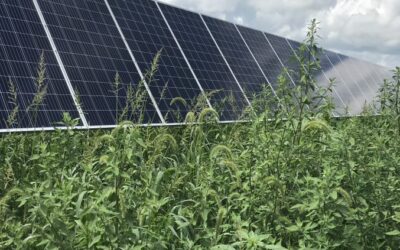 Spring Vegetation Management for Solar Installations