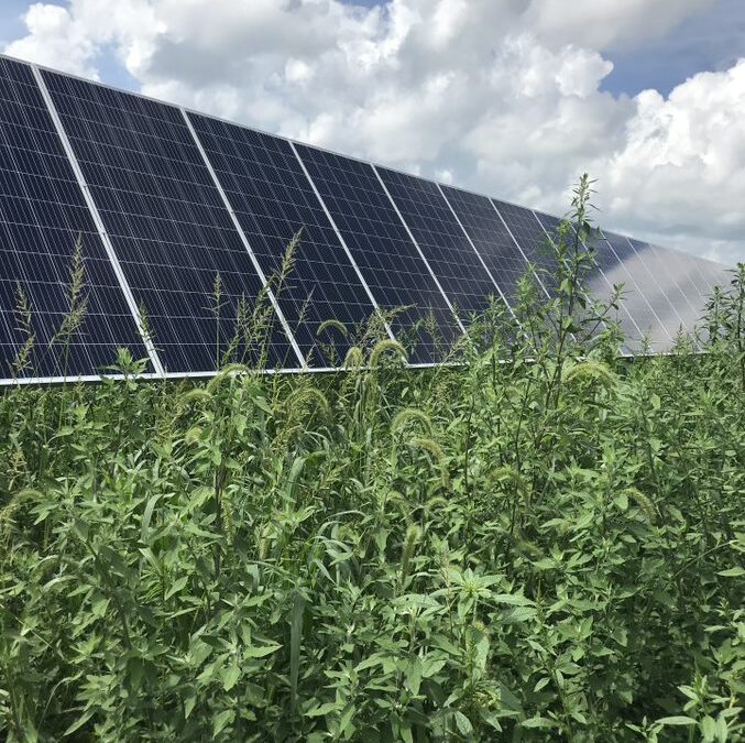 Spring Vegetation Management for Solar Installations